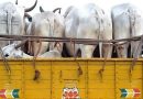 Assam: 2 arrested for smuggling cows from Myanmar to India